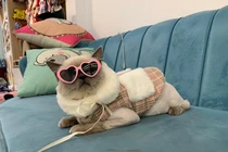 Nhà giàu chi tiền triệu làm đẹp cho chó mèo ngày Tết 