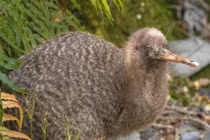 Soi các loài chim chạy hồng hộc cả ngày, “chân to” nhất quả đất