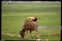 Hình độc về đời sống ở ba miền Việt Nam tròn 30 năm trước