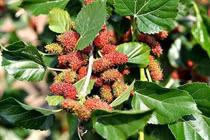 Loại lá dân dã, ngâm nước uống hàng ngày đem lại 5 ích lợi lớn