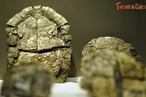 Dấu tích triệu năm của loài rùa 'bánh xèo' từng sống ở Việt Nam 