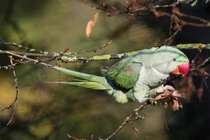 Khám phá cực thú vị về 7 loài vẹt sống ở Việt Nam