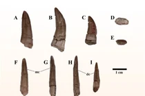 Phát hiện loài quái thú mới ở Thái Lan, họ hàng của T-rex