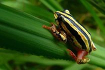 Top 40 loài ếch có màu sắc ấn tượng nhất quả đất (1)