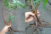 Công dụng thần kỳ của loài cây kịch độc mọc khắp Việt Nam