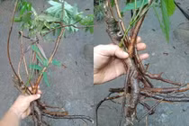 Công dụng thần kỳ của loài cây kịch độc mọc khắp Việt Nam