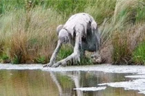 'Quái vật' hiện hình, ngang nhiên ra bờ sông uống nước 