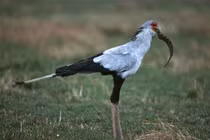 Kính nể loài chim sát thủ diệt mọi thể loại rắn trong chớp mắt