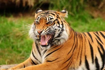 Những sự thật gây choáng về loài mèo không phải ai cũng biết 