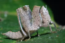 Ảnh hiếm - độc về các loài côn trùng kỳ lạ của Việt Nam