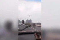 Video: Hoảng hồn thấy rắn ngoe ngẩy trước kính chắn gió ôtô đang chạy