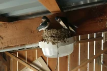 Trong nhà xuất hiện 5 dấu hiệu này, vận may tài lộc sắp ập đến 