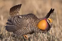 Điểm danh các loài gà hoang dã thú vị nhất thế giới (2)