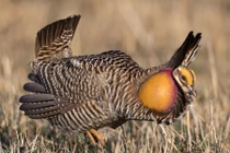 Điểm danh các loài gà hoang dã thú vị nhất thế giới (2)