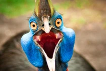 Loài chim nguy hiểm nhất hành tinh, quân đội cũng e ngại