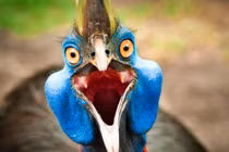 Loài chim nguy hiểm nhất hành tinh, quân đội cũng e ngại