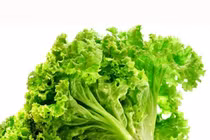 Những người nên tránh xa rau xà lách kẻo "rước thêm bệnh vào người" 