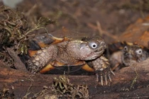 Cận cảnh loài rùa vàng rực đầy gai kỳ dị của Việt Nam