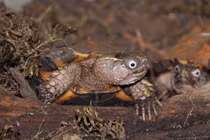 Cận cảnh loài rùa vàng rực đầy gai kỳ dị của Việt Nam