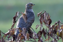 'Chim mafia' nổi danh tàn bạo, chuyên ép nuôi con hộ 