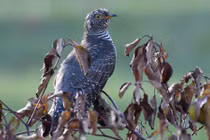 'Chim mafia' nổi danh tàn bạo, chuyên ép nuôi con hộ 