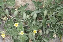 Tận mục quả dưa chuột kịch độc, nổ như bom khi chín