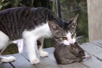 Bật mí những câu tục ngữ độc nhất vô nhị về loài chuột 