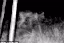 Sinh vật 4 chân bí ẩn nghi người ngoài hành tinh