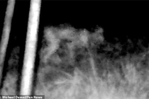 Sinh vật 4 chân bí ẩn nghi người ngoài hành tinh