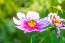 Sinh vào 6 ngày Âm lịch này, nói được làm được, tương lai phát tài 