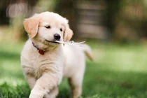 Đầu tuần mới: 3 con giáp số đỏ hơn son, giàu có phát hờn