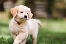 Đầu tuần mới: 3 con giáp số đỏ hơn son, giàu có phát hờn