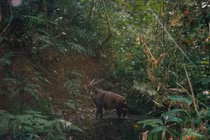 Sự thật bất ngờ về thần thú quý hiếm, bí ẩn nhất Việt Nam