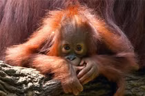 7 động vật quý hiếm nhất hành tinh trước nguy cơ tuyệt chủng