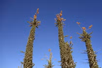 Cận cảnh loài cây mọng nước kỳ lạ nhất thế giới