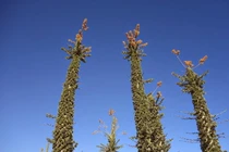 Cận cảnh loài cây mọng nước kỳ lạ nhất thế giới