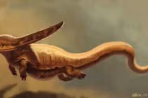 Tận mục loài kỳ nhông quái dị có đầu hình boomerang