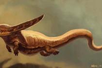 Tận mục loài kỳ nhông quái dị có đầu hình boomerang