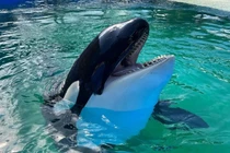 Thủy cung Mỹ thả cá voi sát thủ sau hơn 50 năm giam cầm