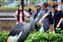 Sung sướng trong khu vườn chim giữa trung tâm Sài Gòn