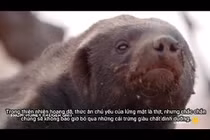 Lửng mật 'chật vật' đập trứng đà điểu