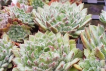 Top loài cây sen đá hot nhất thế giới: Có loài tên "ma mị" 