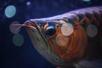 Hé lộ cực bất ngờ về loài cá rồng bản địa Việt Nam