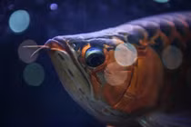 Hé lộ cực bất ngờ về loài cá rồng bản địa Việt Nam