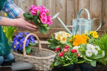 Tháng 4 âm: Người sinh ngày này hỷ sự liên miên ập đến 