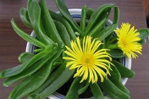 Trồng cây cảnh bá đạo này trong nhà mang lại tài lộc, may mắn