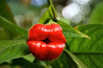 Ngắm loài cây “khiêu gợi” nhất thế giới, chỉ có ở châu Mỹ