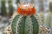 Khám phá 10 loài cây xương rồng thú vị nhất thế giới