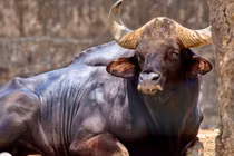 Loài động vật lớn nhất thế giới ở Việt Nam sắp tuyệt chủng 