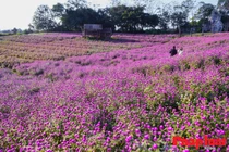 Đẹp mơ màng vườn cúc bách nhật lớn nhất Hà Nội